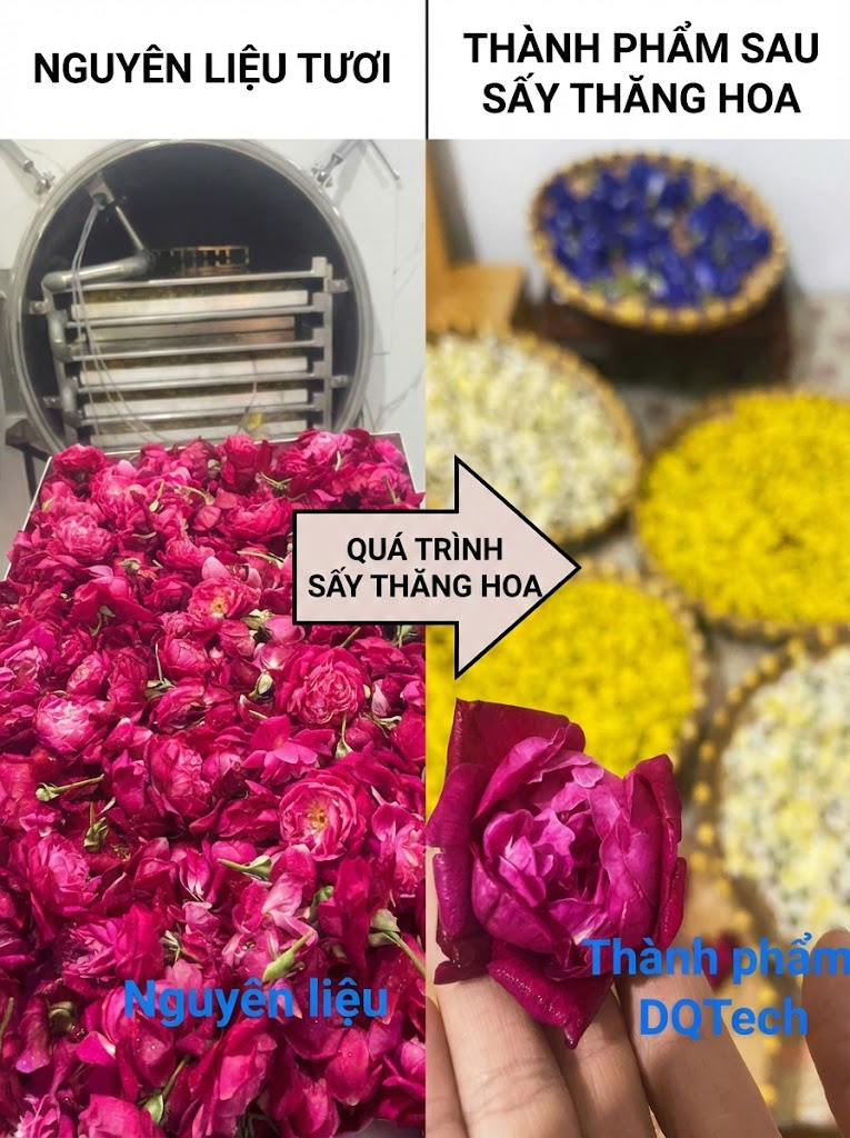 Hoa trà sấy thăng hoa Hoa trà sấy thăng hoa