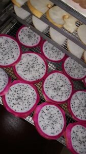 Sấy thanh long ruột trắng bằng máy sấy DQ