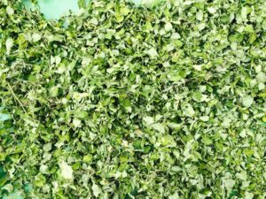 Sấy rau chùm ngây