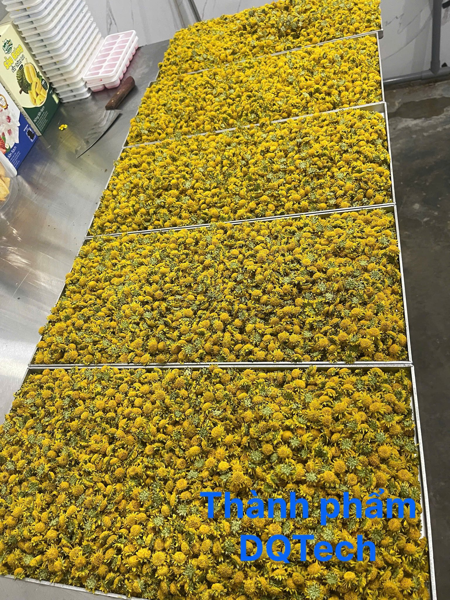 Hoa cúc sau khi sấy thăng hoa giữ nguyên màu sắc và hình dáng Hoa cúc sau khi sấy thăng hoa giữ nguyên màu sắc và hình dáng