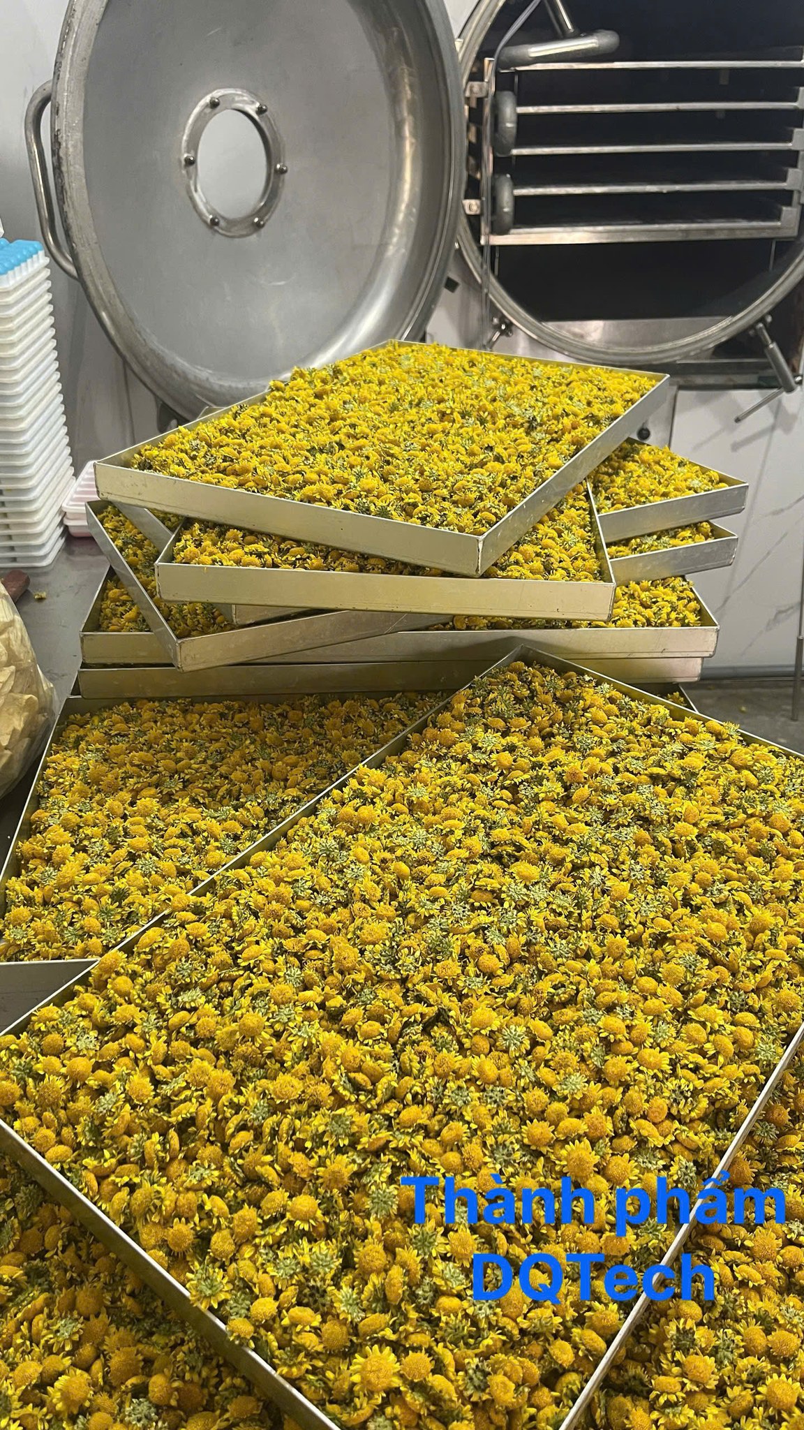 Mẻ hoa cúc sấy thăng hoa thành phẩm chất lượng cao Mẻ hoa cúc sấy thăng hoa thành phẩm chất lượng cao