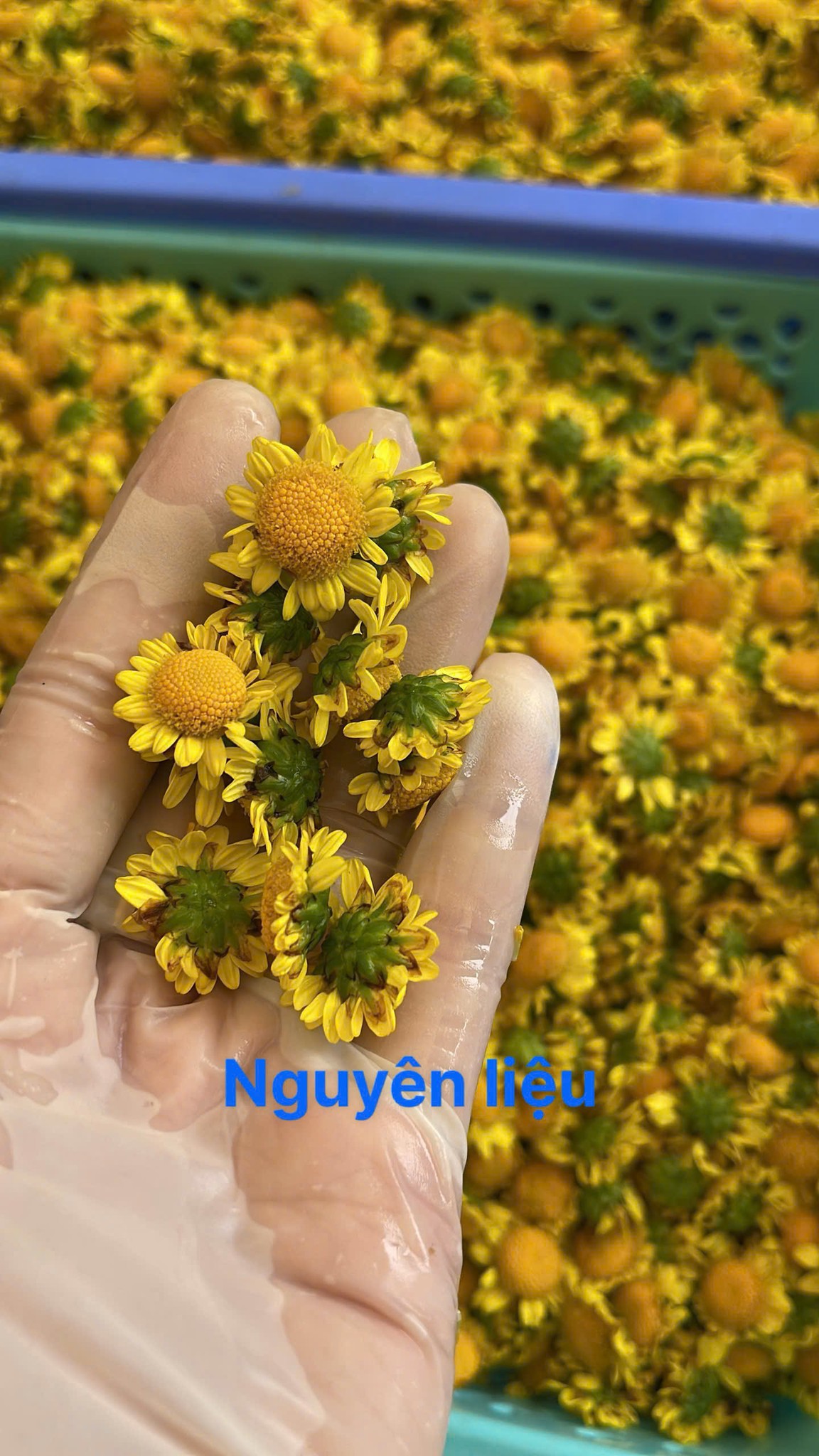 Nguyên liệu hoa cúc trước khi sấy thăng hoa