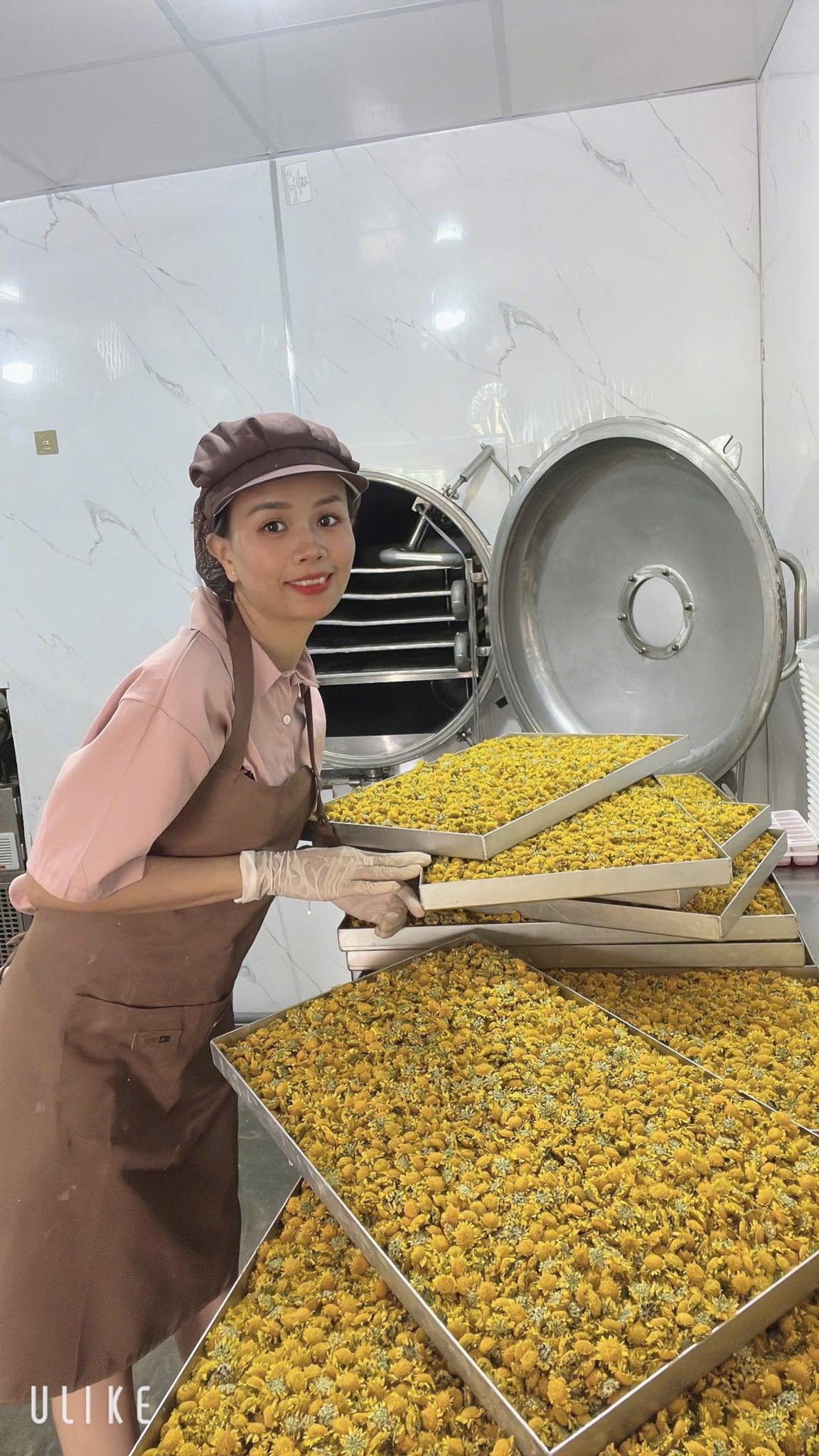 Sấy hoa cúc bằng tủ sấy thăng hoa DQTech Sấy hoa cúc bằng tủ sấy thăng hoa DQTech