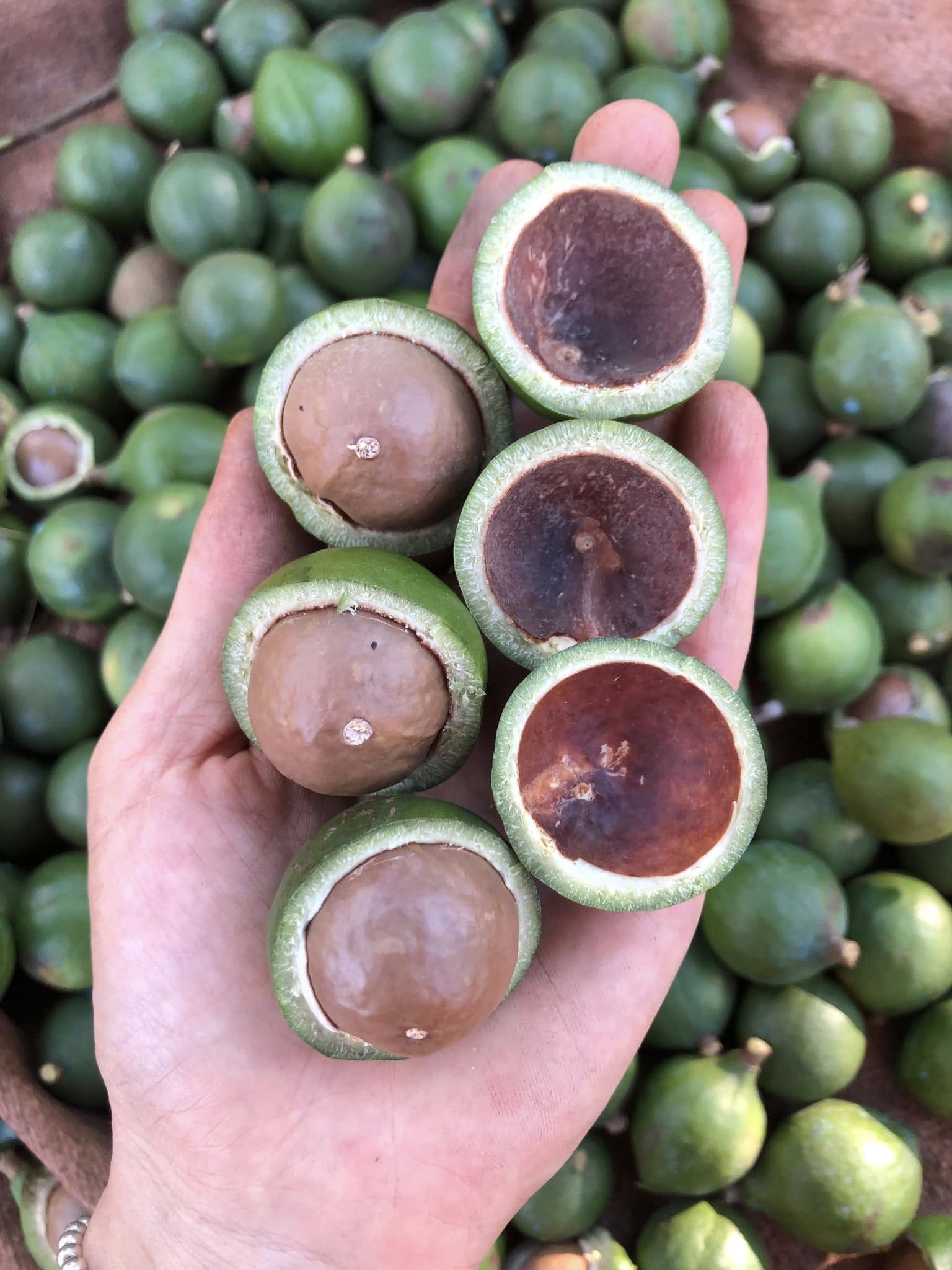 Macca đủ độ già Macca đủ độ già