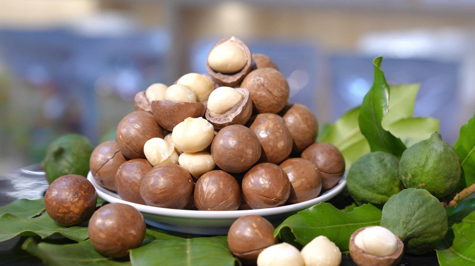 Macca Lâm Đồng Macca Lâm Đồng