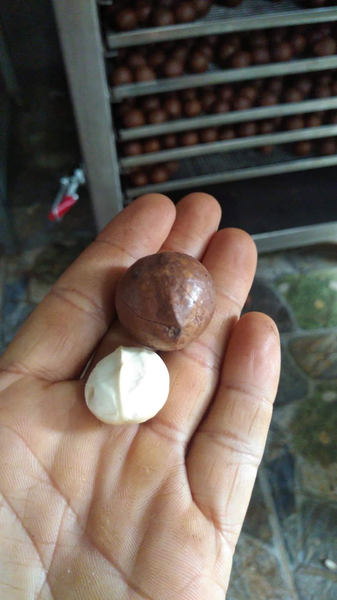 Macca thành phẩm đạt chuẩn hàng loại 1 Macca thành phẩm đạt chuẩn hàng loại 1